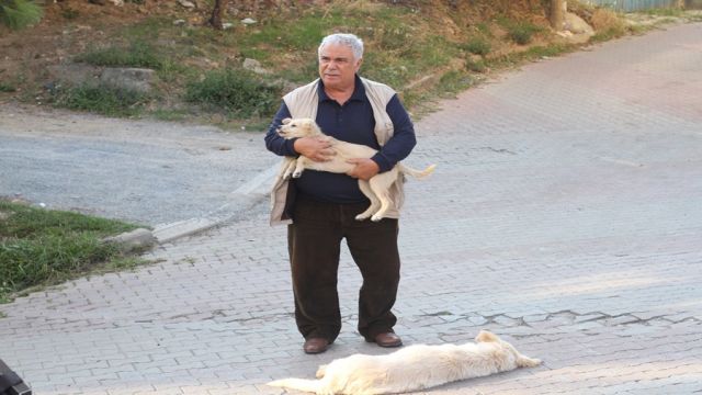 SOKAK HAYVANLARI İÇİN DUYARLI SAHNE